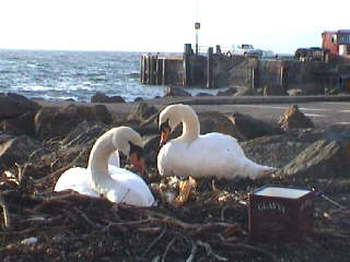  Swans nesting by the
 side of the promenade 